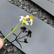 Window Trim Blackout Kit for 2026 BYD Atto 3